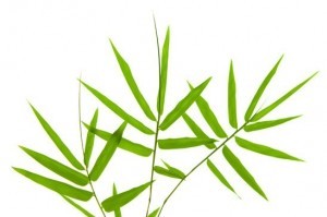 bambu